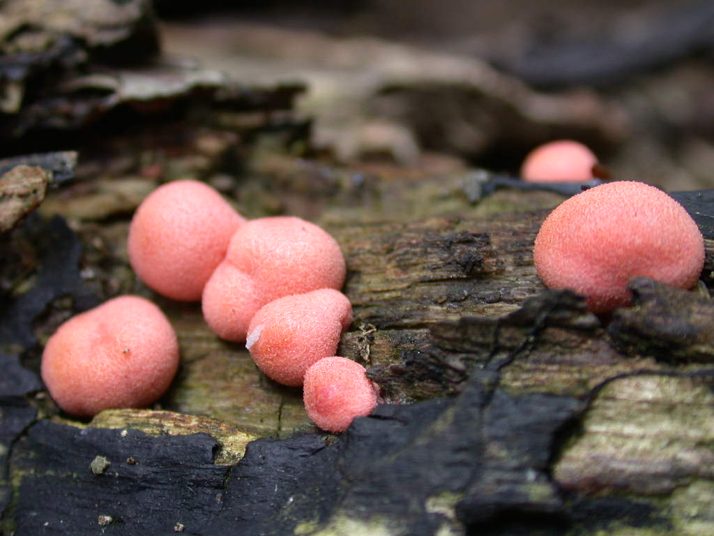 Lycogala epidendrum (J.C. Buxb. ex L.) Fr.(PROVA)